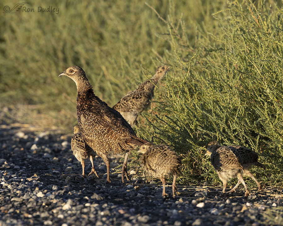 Baby Ring-necked Pheasants In Mid September – Feathered Photography